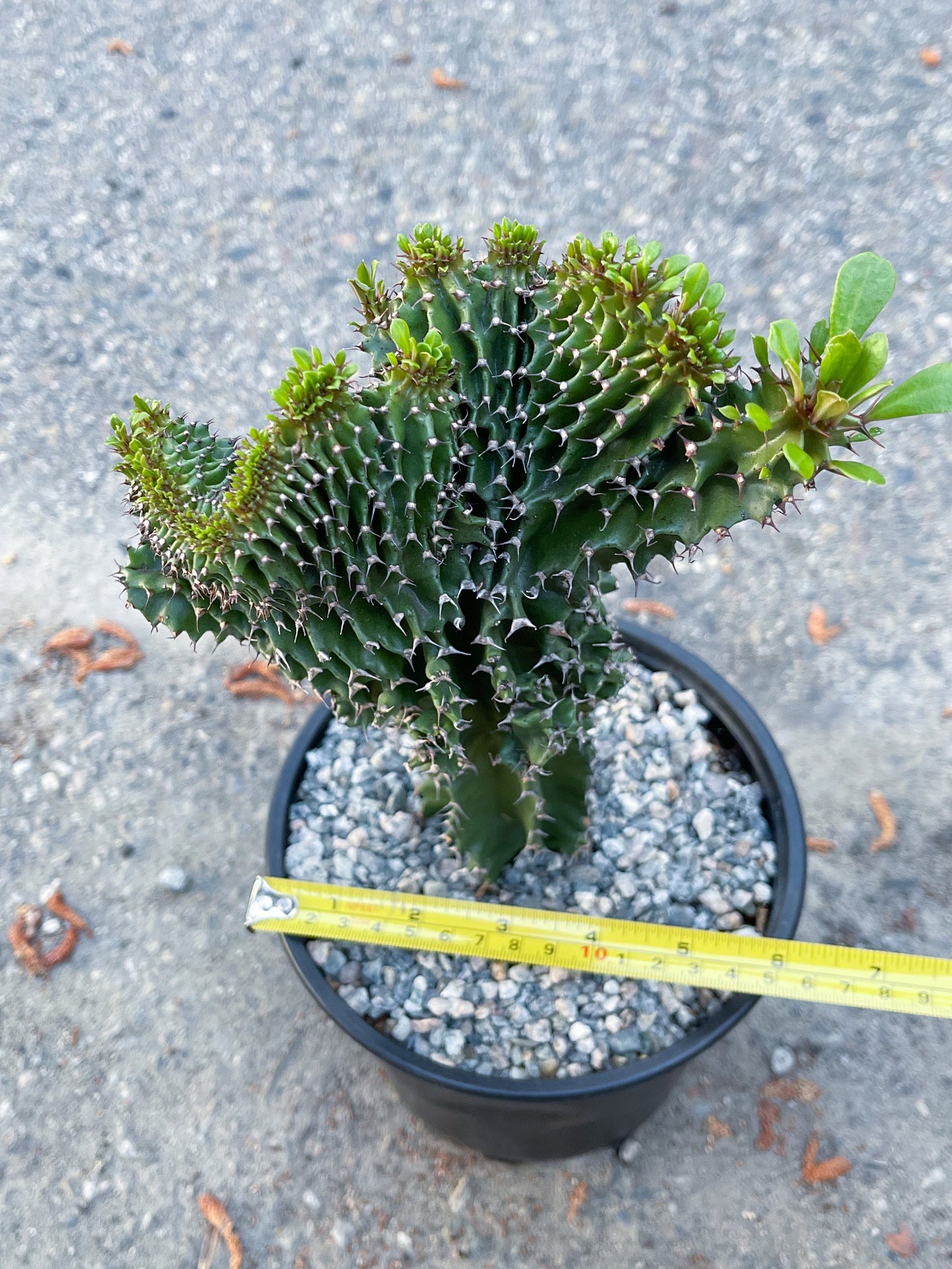 Crested Euphorbia Ammak | Live Plant | Live Cactus