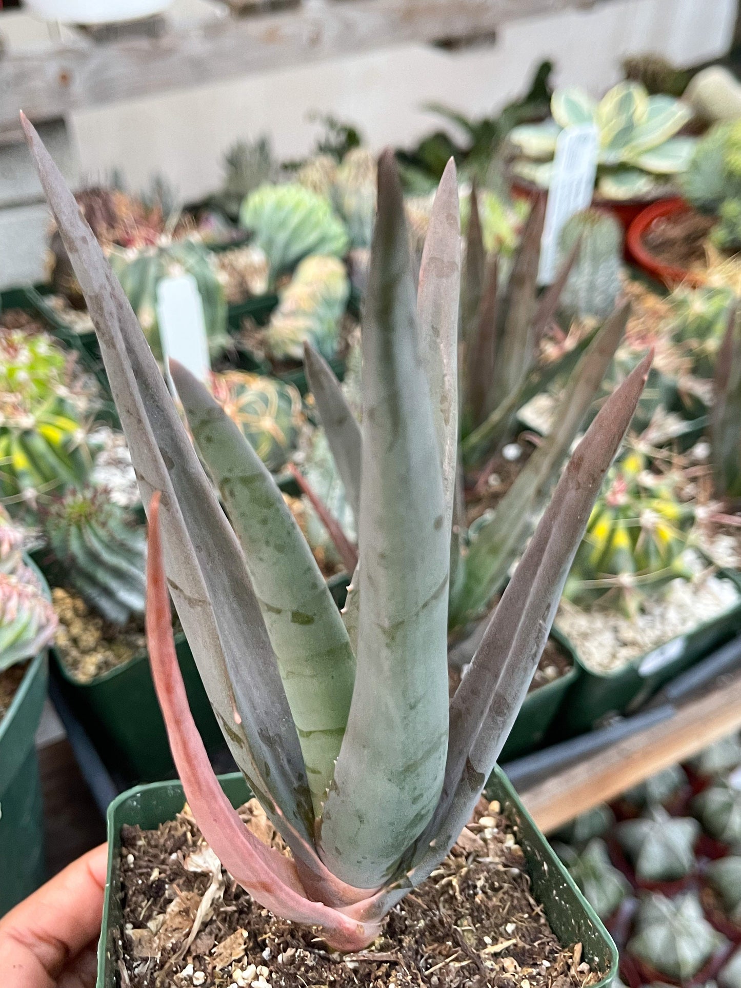 Aloe Hercules | Live Aloe | Live Plant