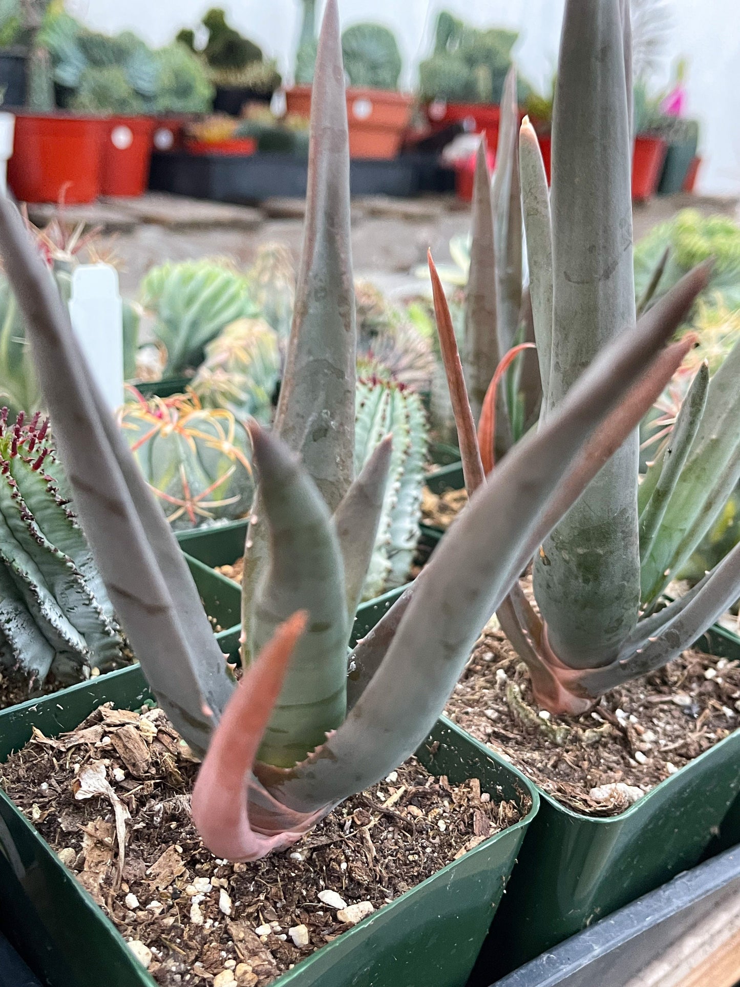 Aloe Hercules | Live Aloe | Live Plant