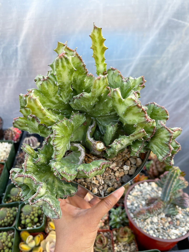 Crested Euphorbia Antiquorum | Crested Cactus | Live Plant