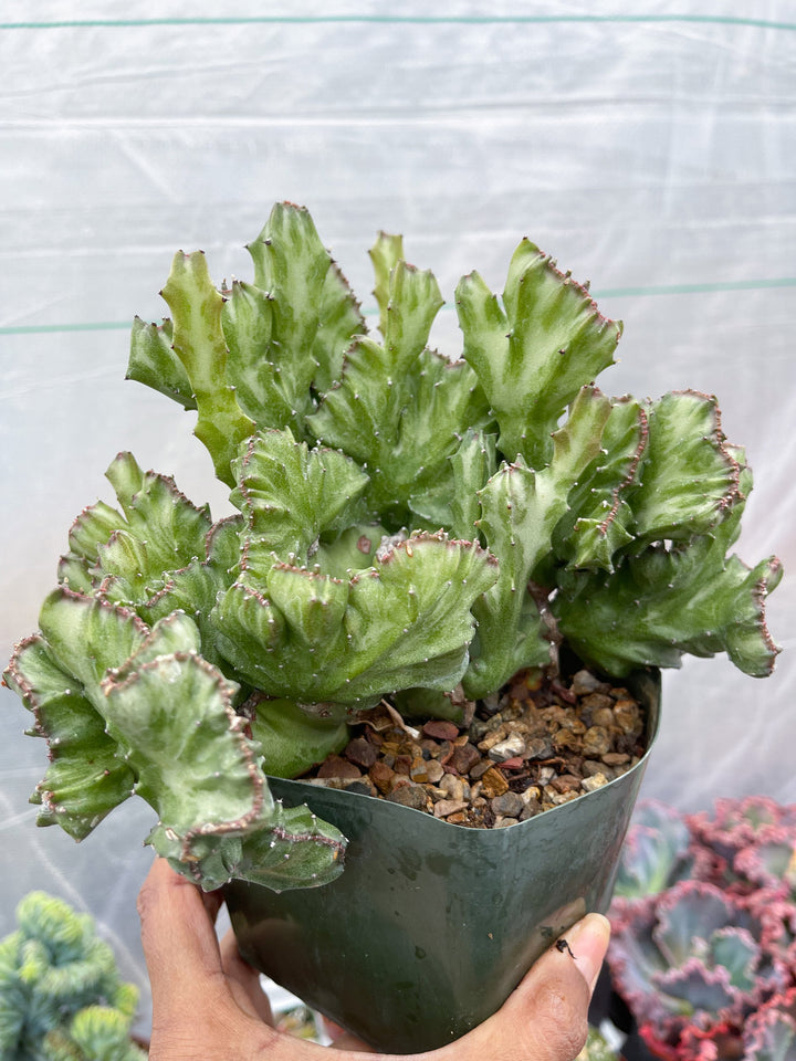 Crested Euphorbia Antiquorum | Crested Cactus | Live Plant