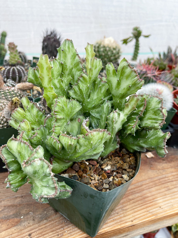 Crested Euphorbia Antiquorum | Crested Cactus | Live Plant