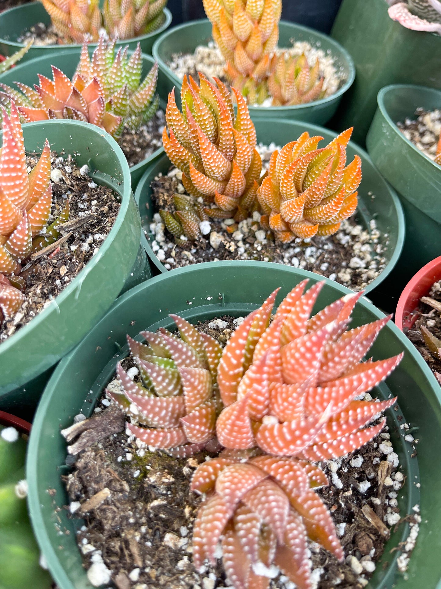 Harworthia Coarctata | Live Succulent | Live Plant