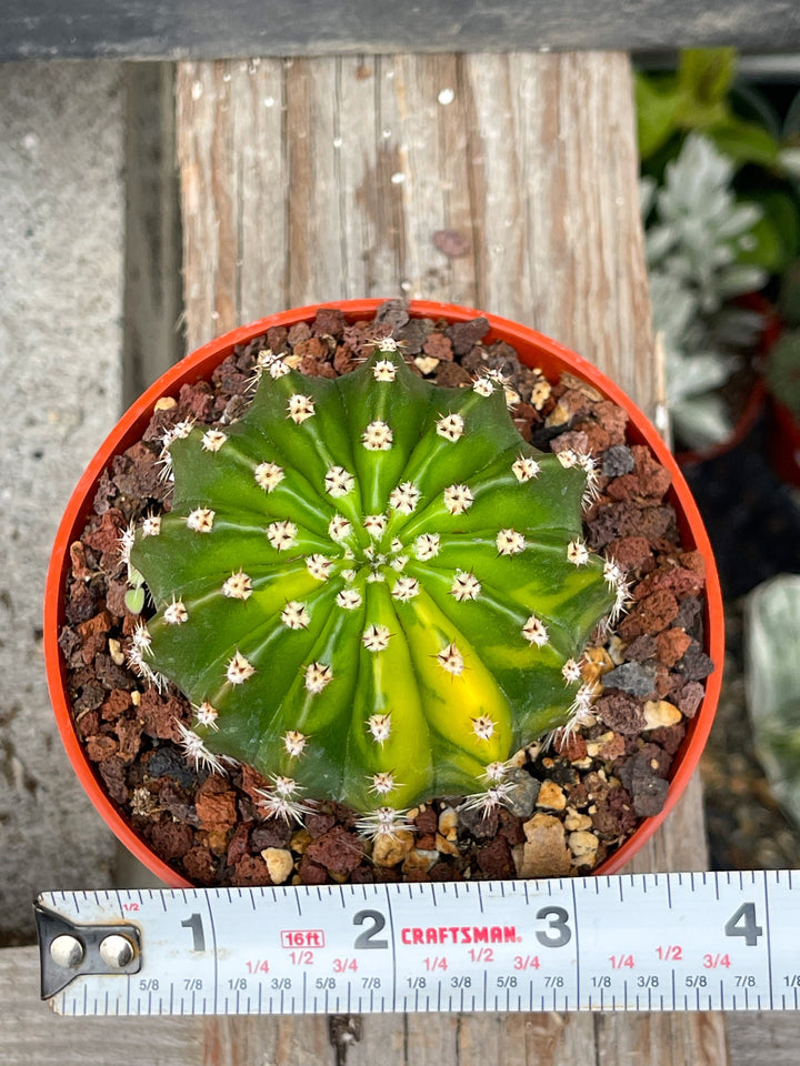 Variegated Echinopsis | Live Cactus | Live Plant