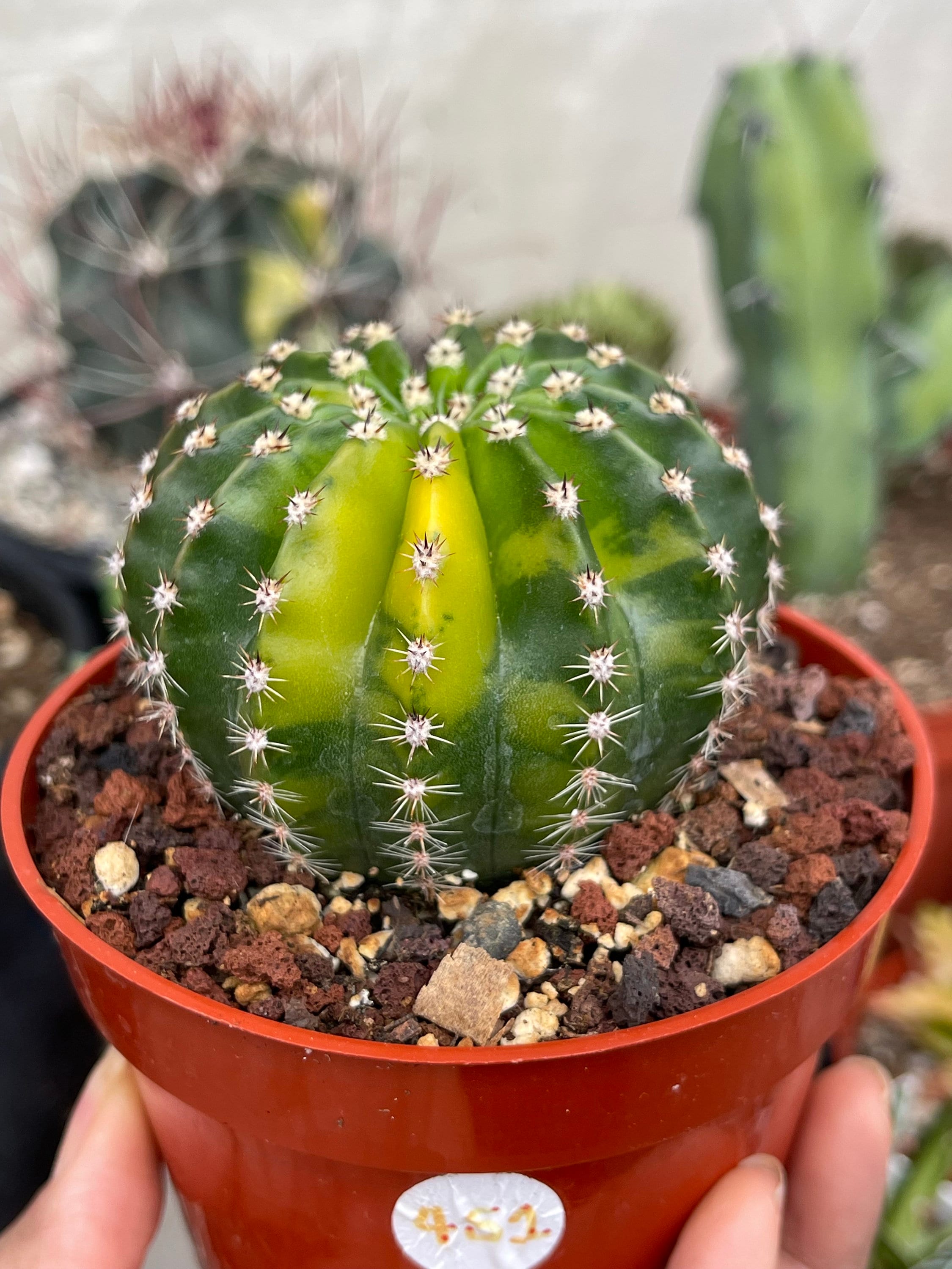echinopsis variegata Variegated Echinopsis | Live Cactus