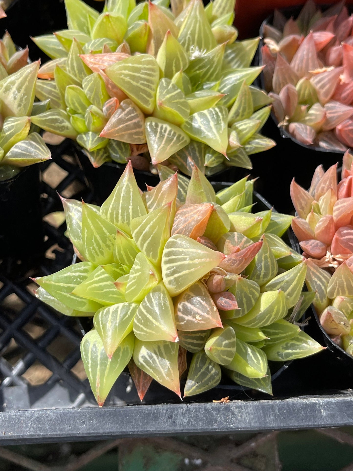 Haworthia Retusa Clusters | Live Succulent