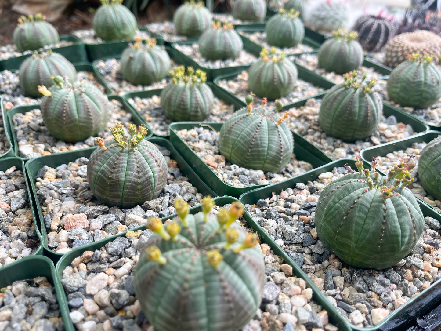 Euphorbia Obesa| Rare Plant | Live Plant | Live Cactus