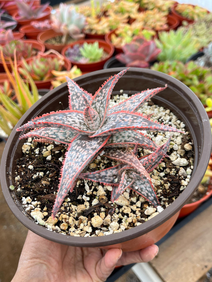 Aloe Oik with babies | Aloe Hybrid | Live Succulent