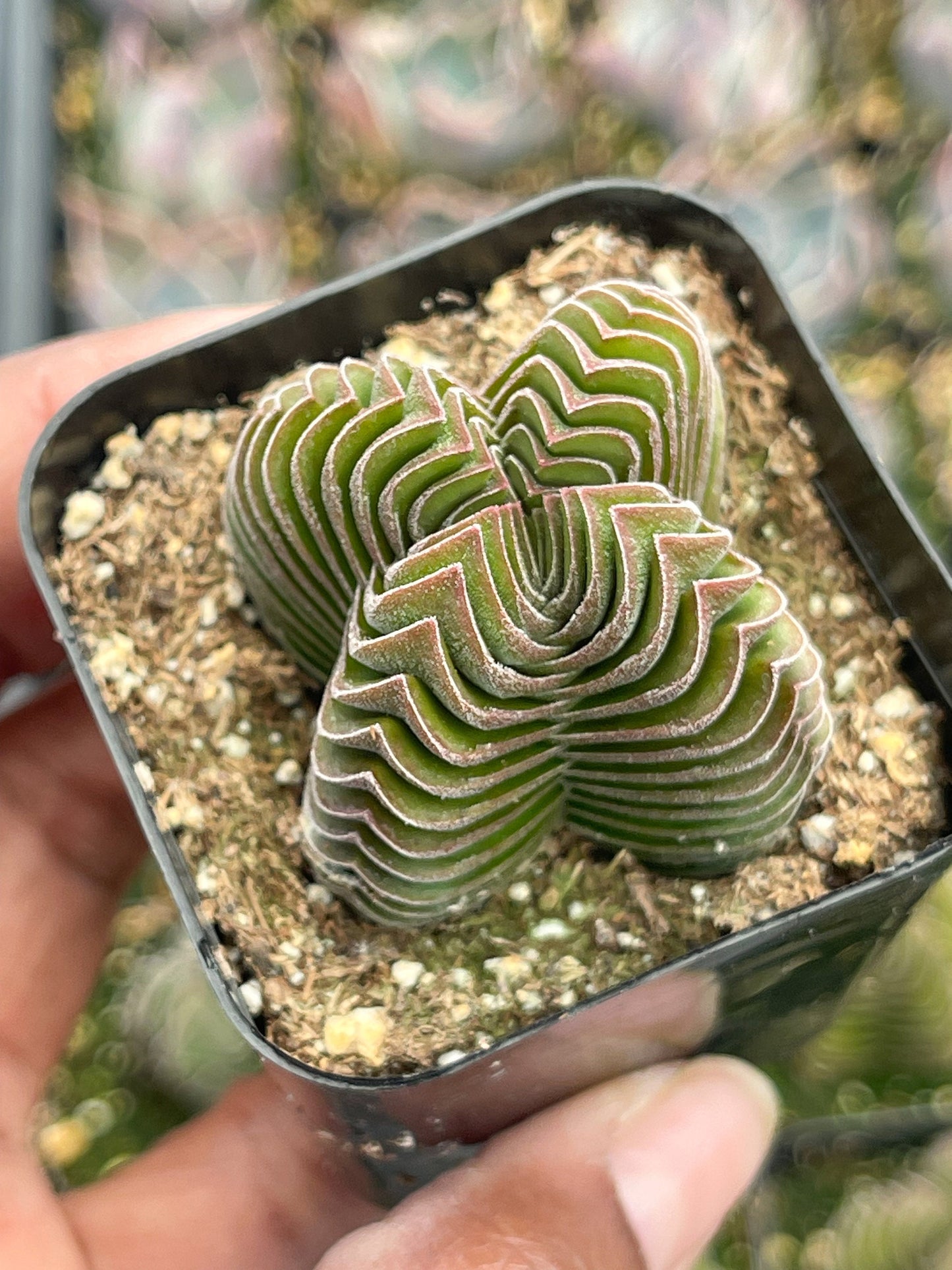 Crassula Buddha Temple | Rare Succulent