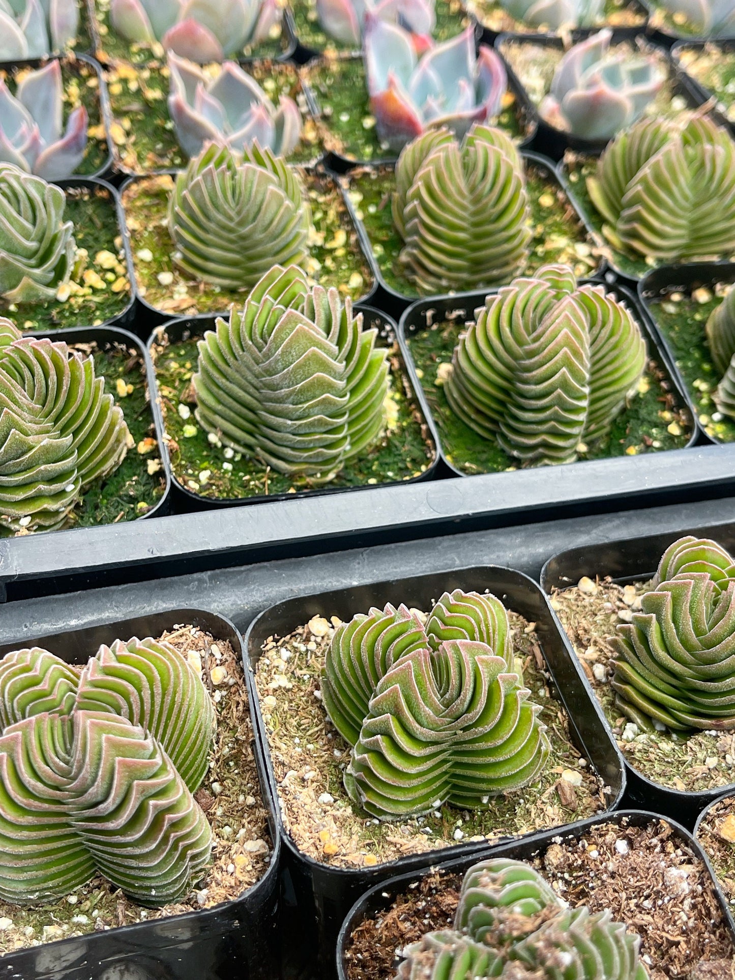 Crassula Buddha Temple | Rare Succulent