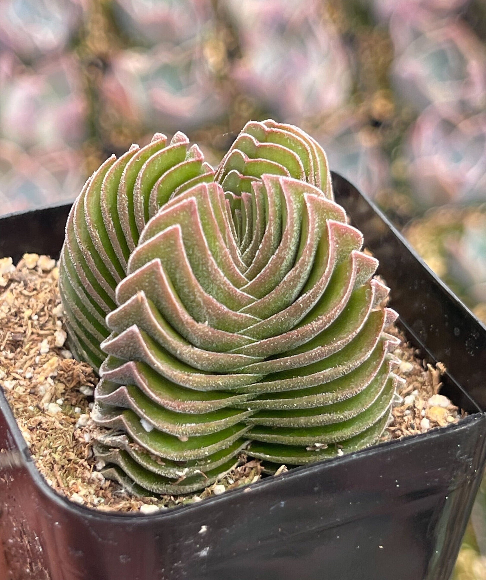 Crassula Buddha Temple | Rare Succulent