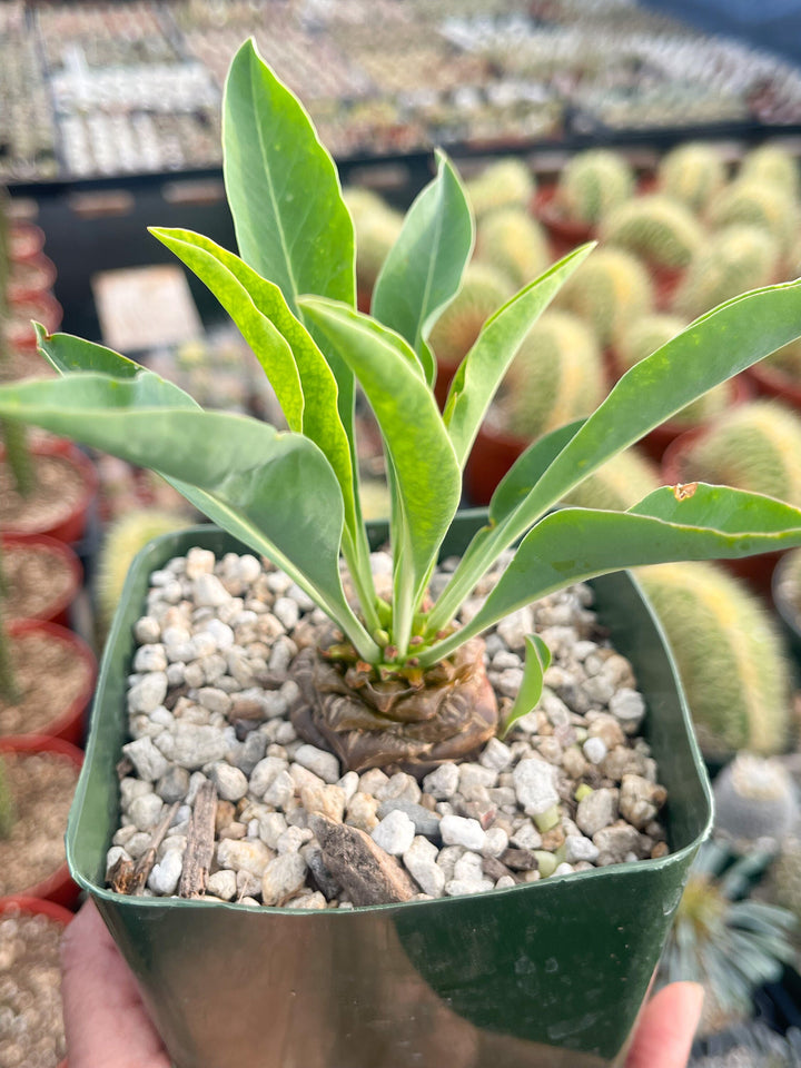 Euphorbia Bupleurifolia | Rare Plant | Live Plant