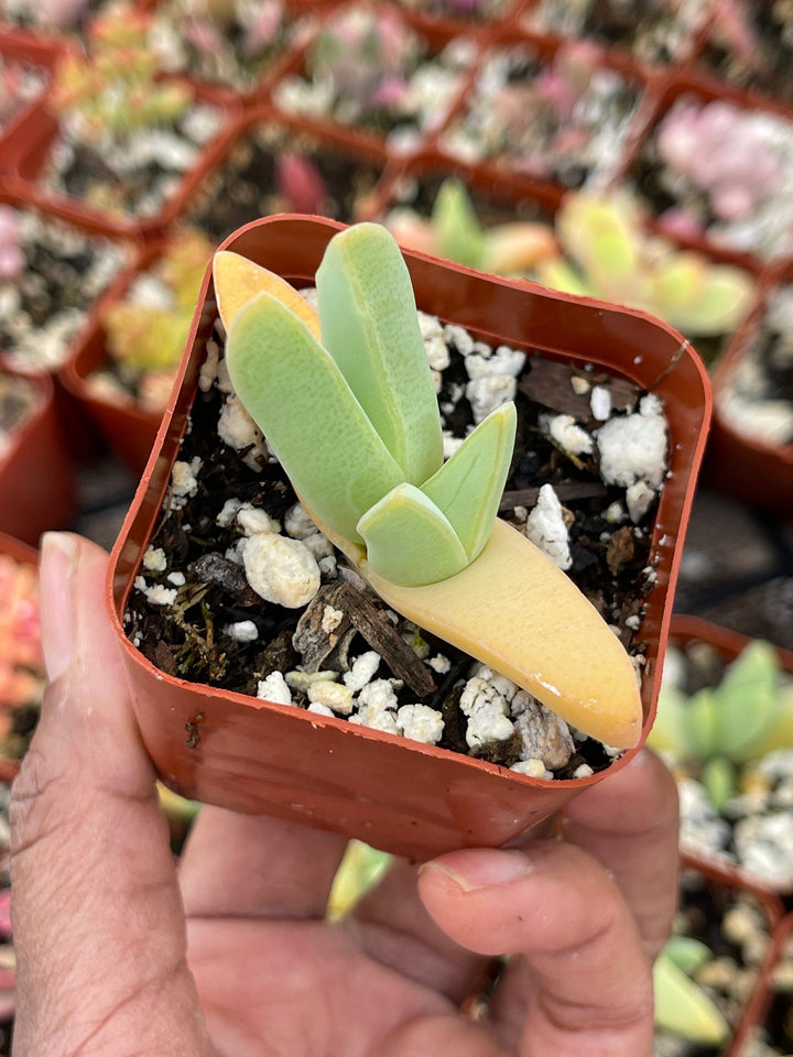 Cheiridopsis Denticulata| Rare Cactus | Live cactus