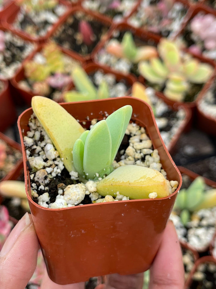 Cheiridopsis Denticulata| Rare Cactus | Live cactus