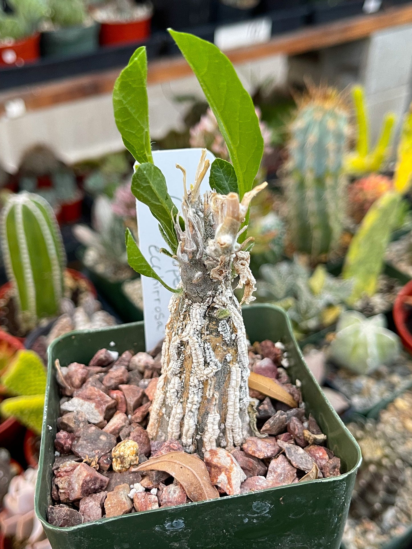 3.5” Cephalopentandra Ecirrhosa| Live Plant