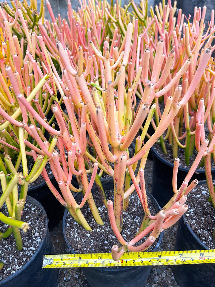 Fire Stick bushy cutting/clipping | Euphorbia Tirucalli | Pencil cactus | live succulent