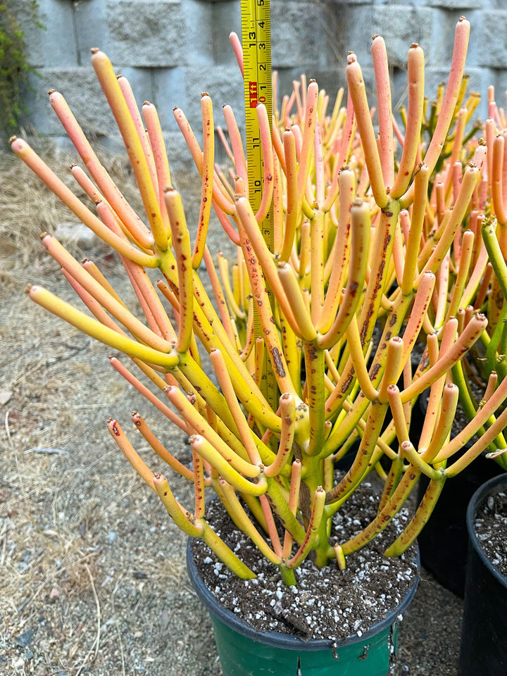 Fire Stick bushy cutting/clipping | Euphorbia Tirucalli | Pencil cactus | live succulent