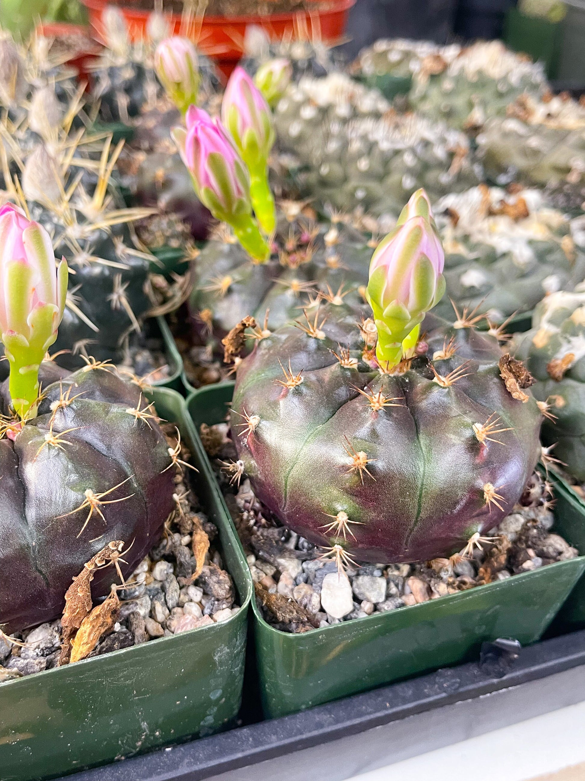 3.5” Gymnocalycium Tucavocense w/ pups | Live Cactus