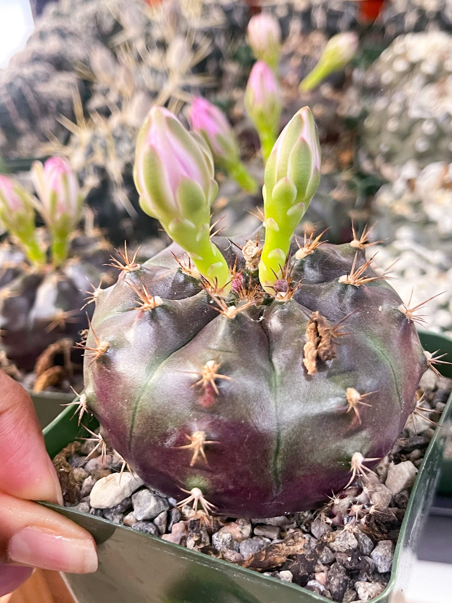 3.5” Gymnocalycium Tucavocense w/ pups | Live Cactus