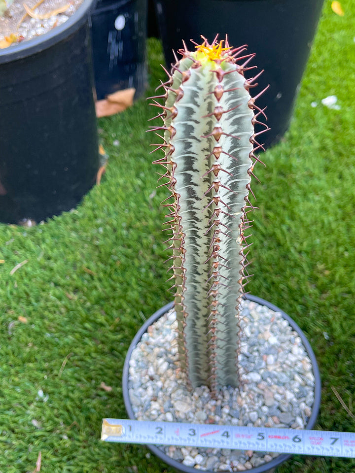 Euphorbia Confinalis ssp. Rhodesia | Live Plant | Live Cactus