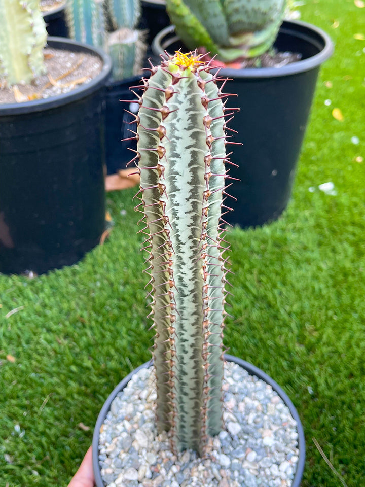 Euphorbia Confinalis ssp. Rhodesia | Live Plant | Live Cactus