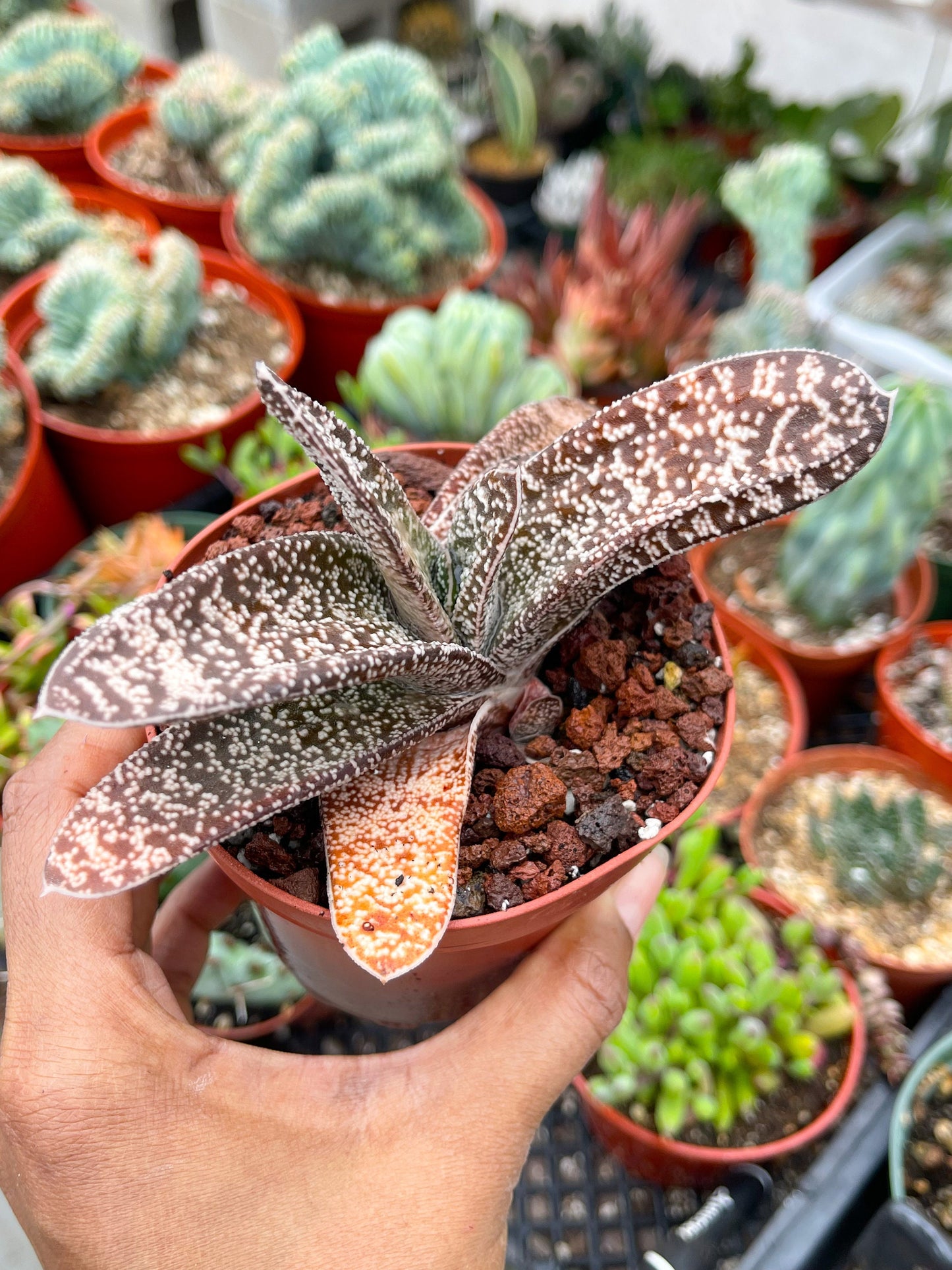 Large Gasteria | Live Plant | Live Cactus