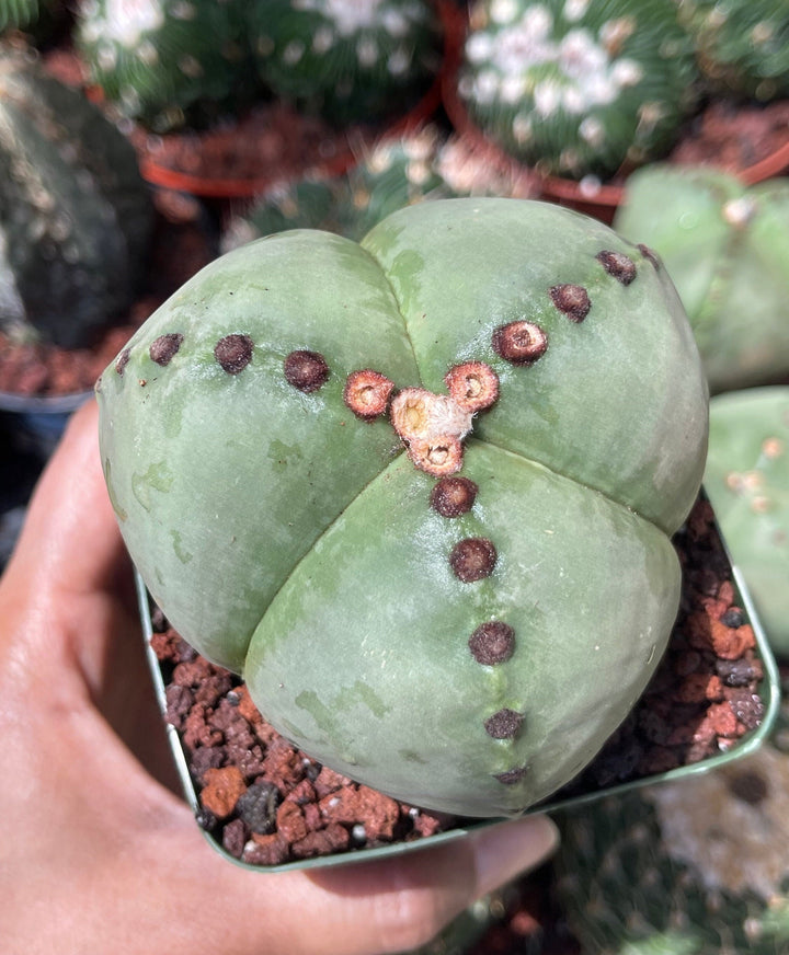 3 Ribs Astrophytum Myriostigma | Tricostatum | Live Cactus | Rare Plant