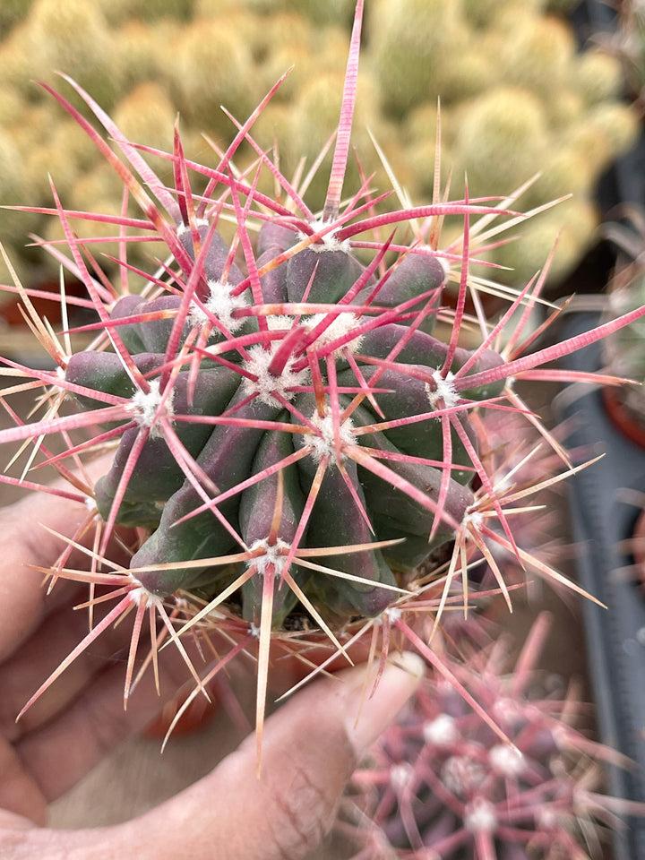 Ferocactus gracilis coloratus | Red Barrel Cactus | Rare Cactus | Live Plant