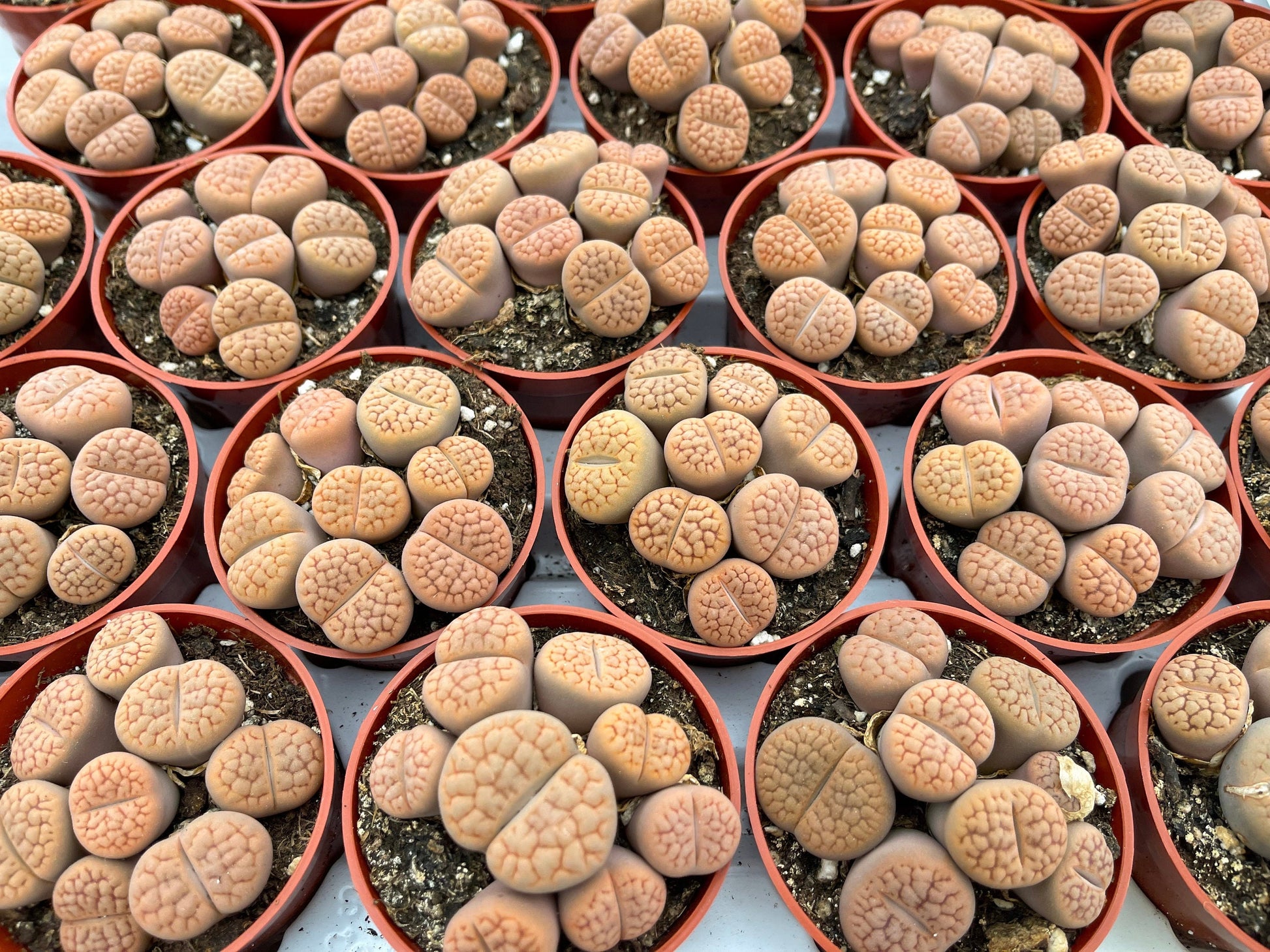 Lithops Living Stone succulent | Live Plant