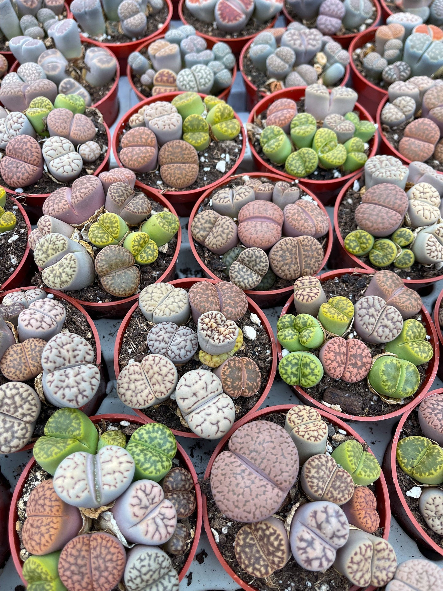 Lithops Living Stone succulent | Live Plant