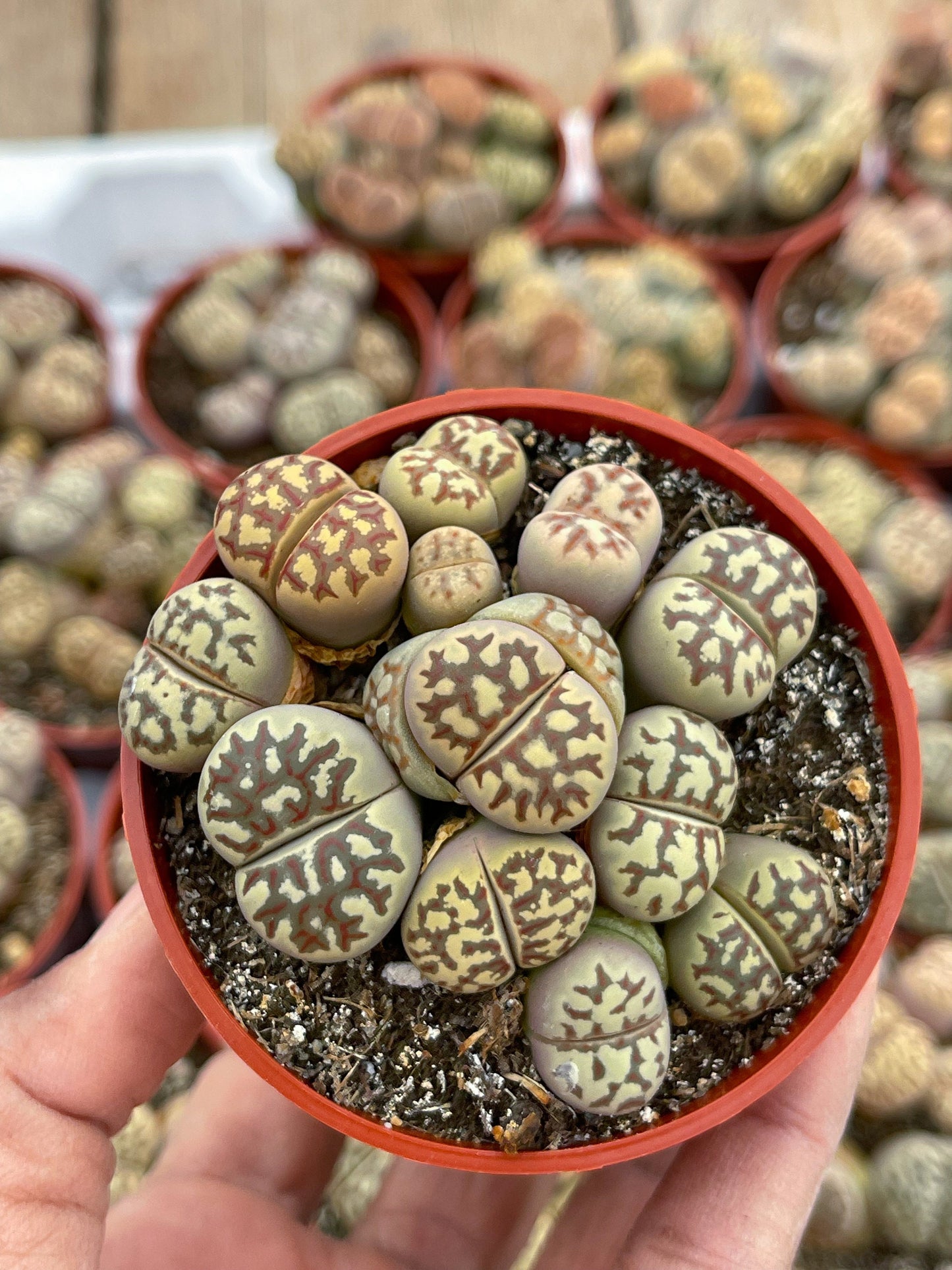 Lithops Living Stone succulent | Live Plant