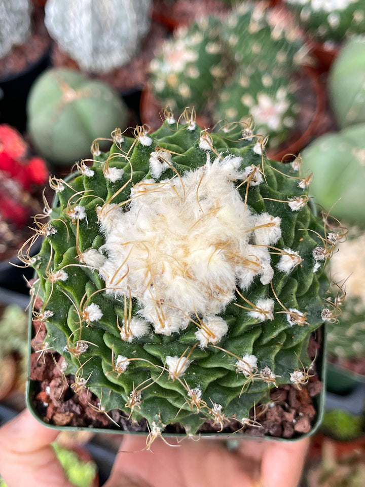 Obregonia Denegri cactus | Artichoke cactus | Rare Cactus