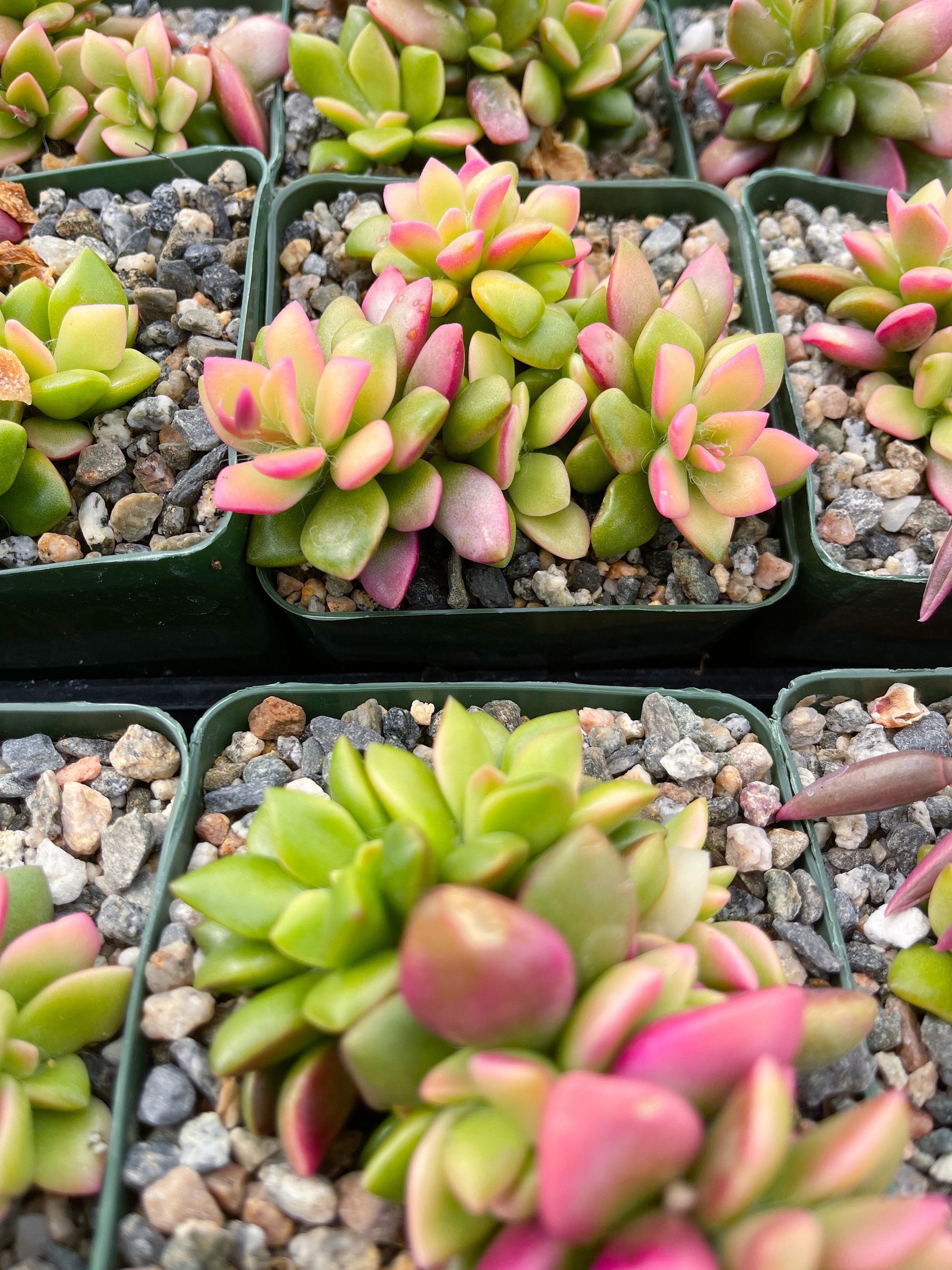 Anacampseros Telephiastrum | Sunrise Succulent