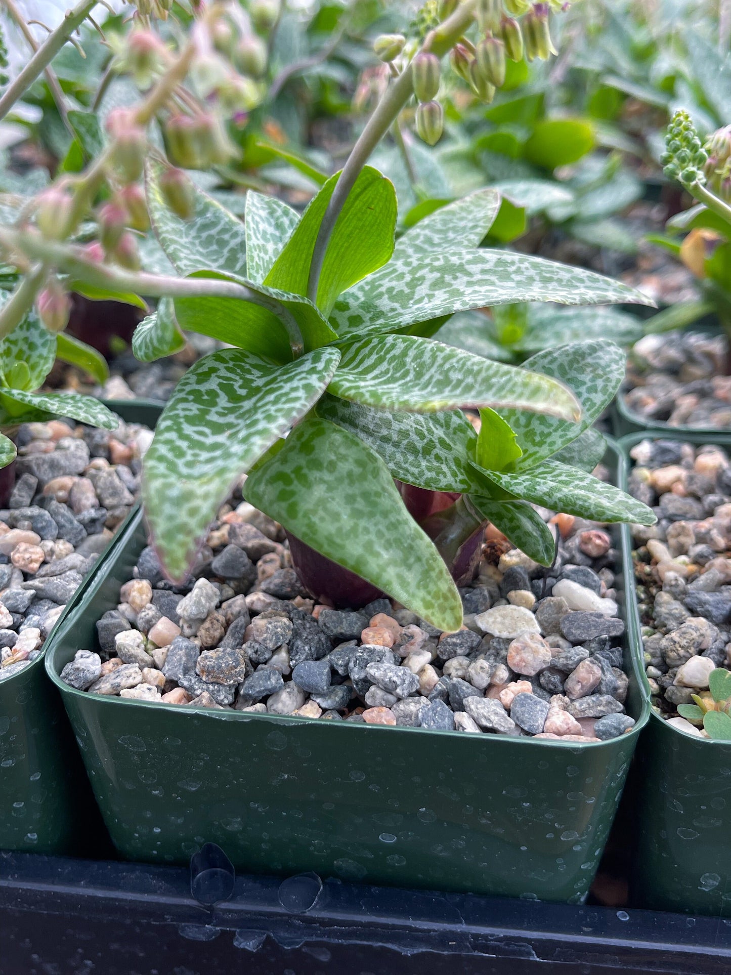 Ledebouria socialis | Silver Squill | Live Plant