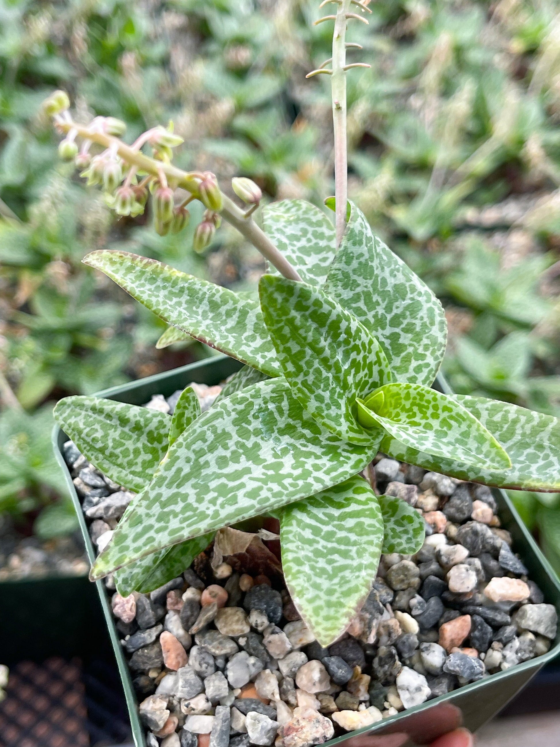 Ledebouria socialis | Silver Squill | Live Plant