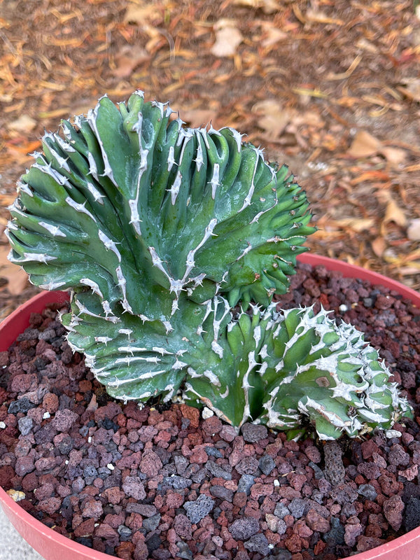 Crested Euphorbia Kibwezensis | Rare Cactus | Live Plant