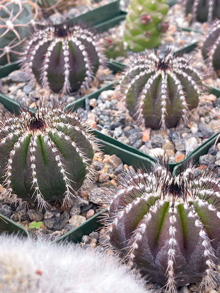 Ubelmania Pectinefera | Rare Cactus | Live Cactus