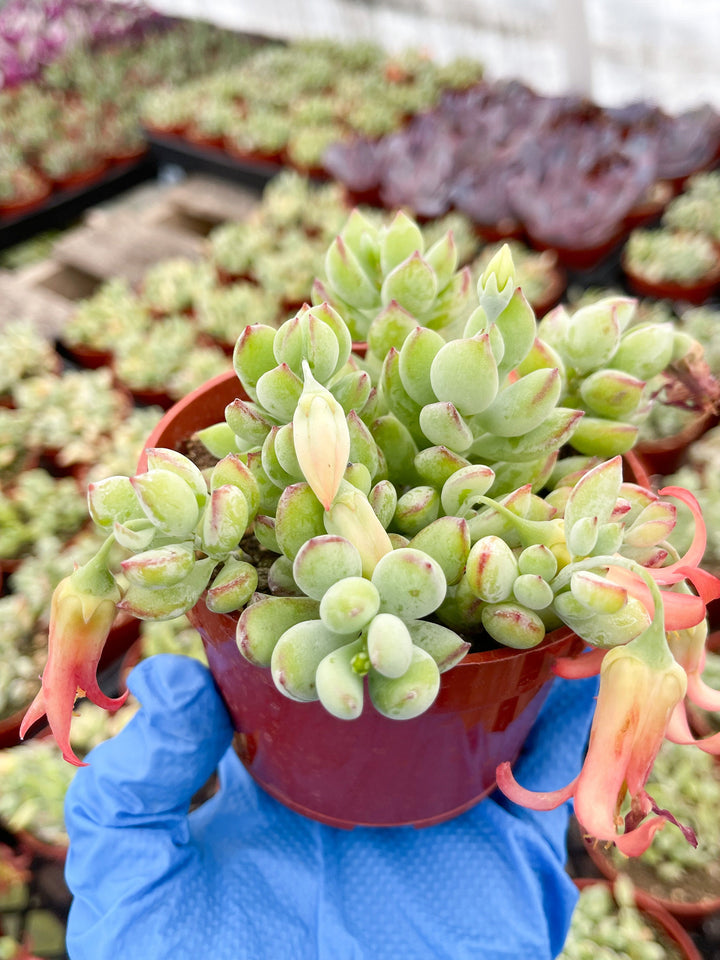 Cotyledon pendens | Cliff Cotyledon | Live Succulent