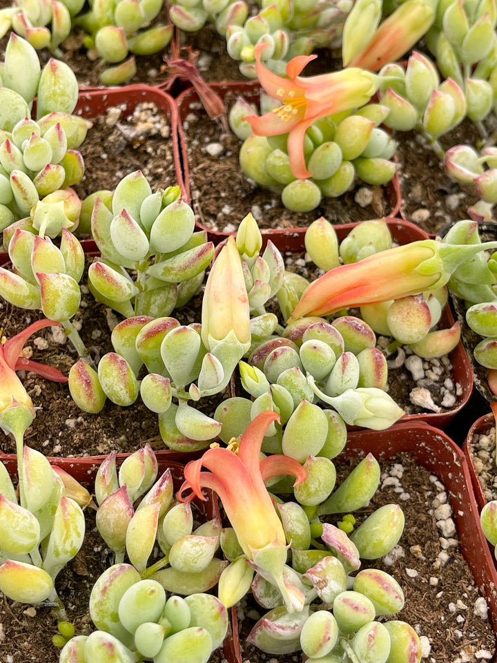 Cotyledon pendens | Cliff Cotyledon | Live Succulent