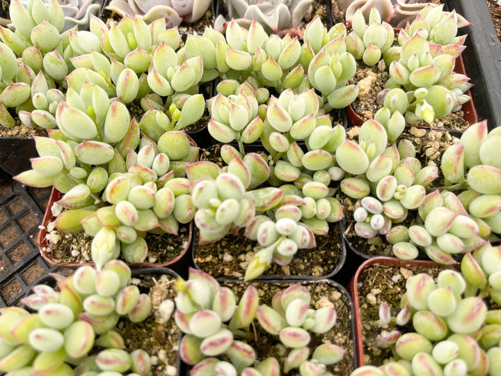 Cotyledon pendens | Cliff Cotyledon | Live Succulent