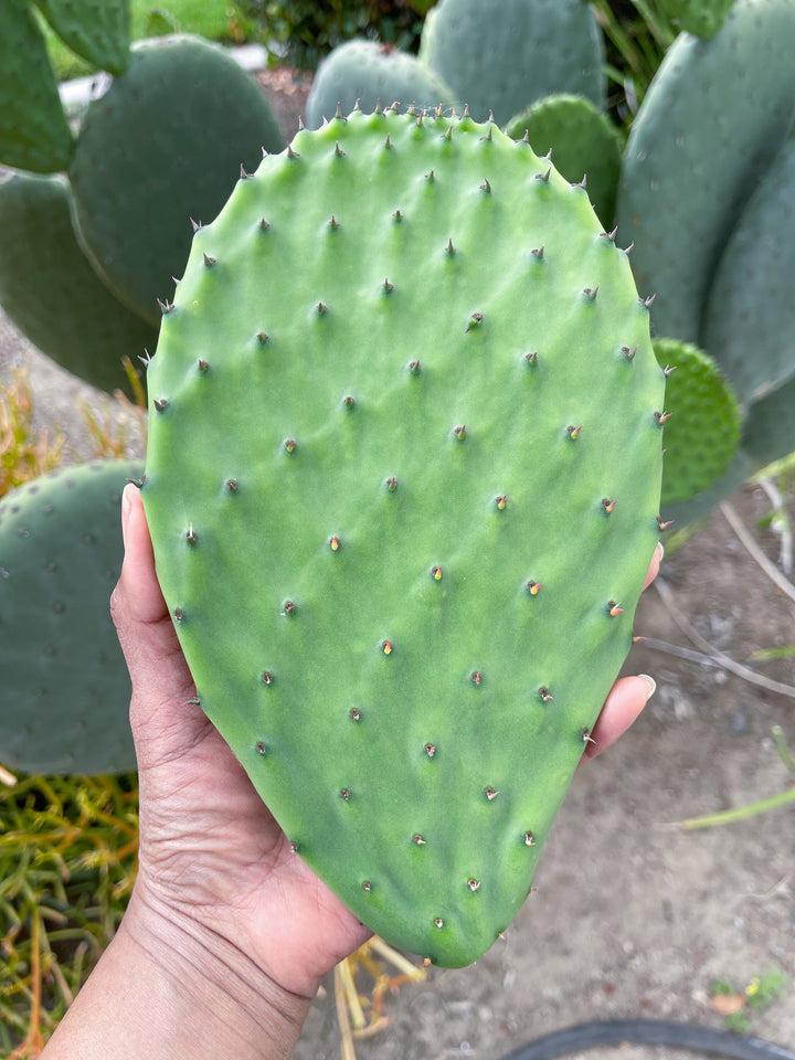 Opuntia Cutting Pad | Live Cactus | Live Plant