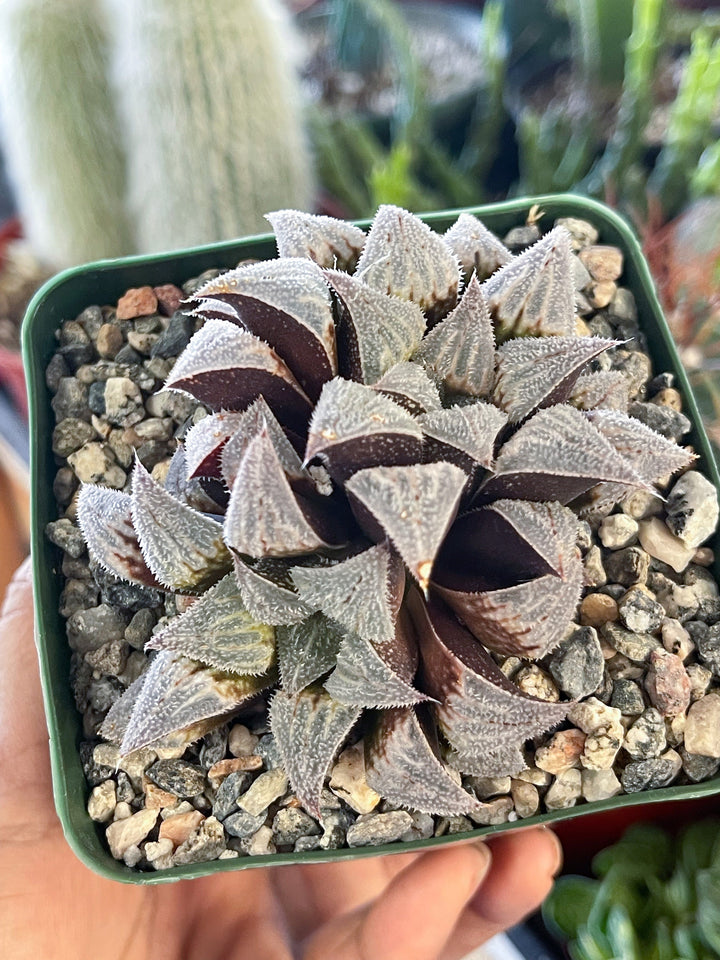 Haworthia emelyae var. major | Live Plant | Rare Plant