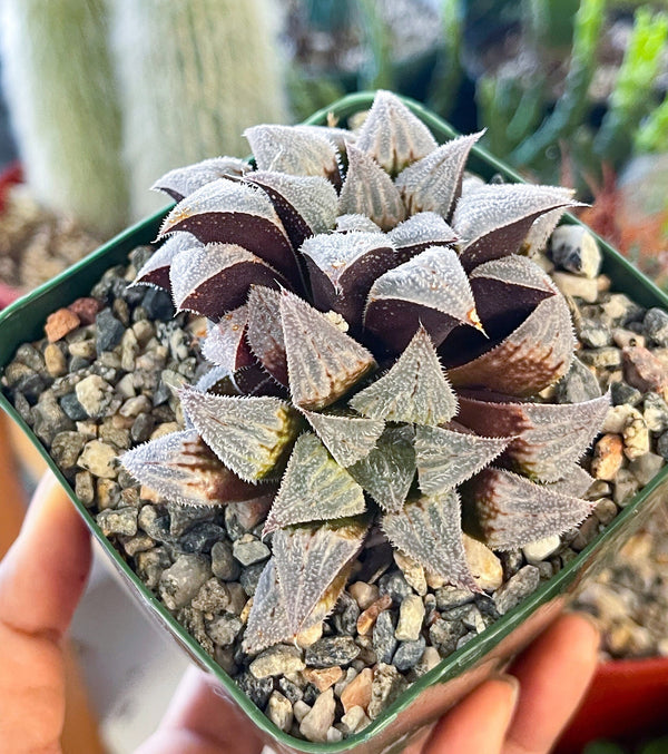 Haworthia emelyae var. major | Live Plant | Rare Plant