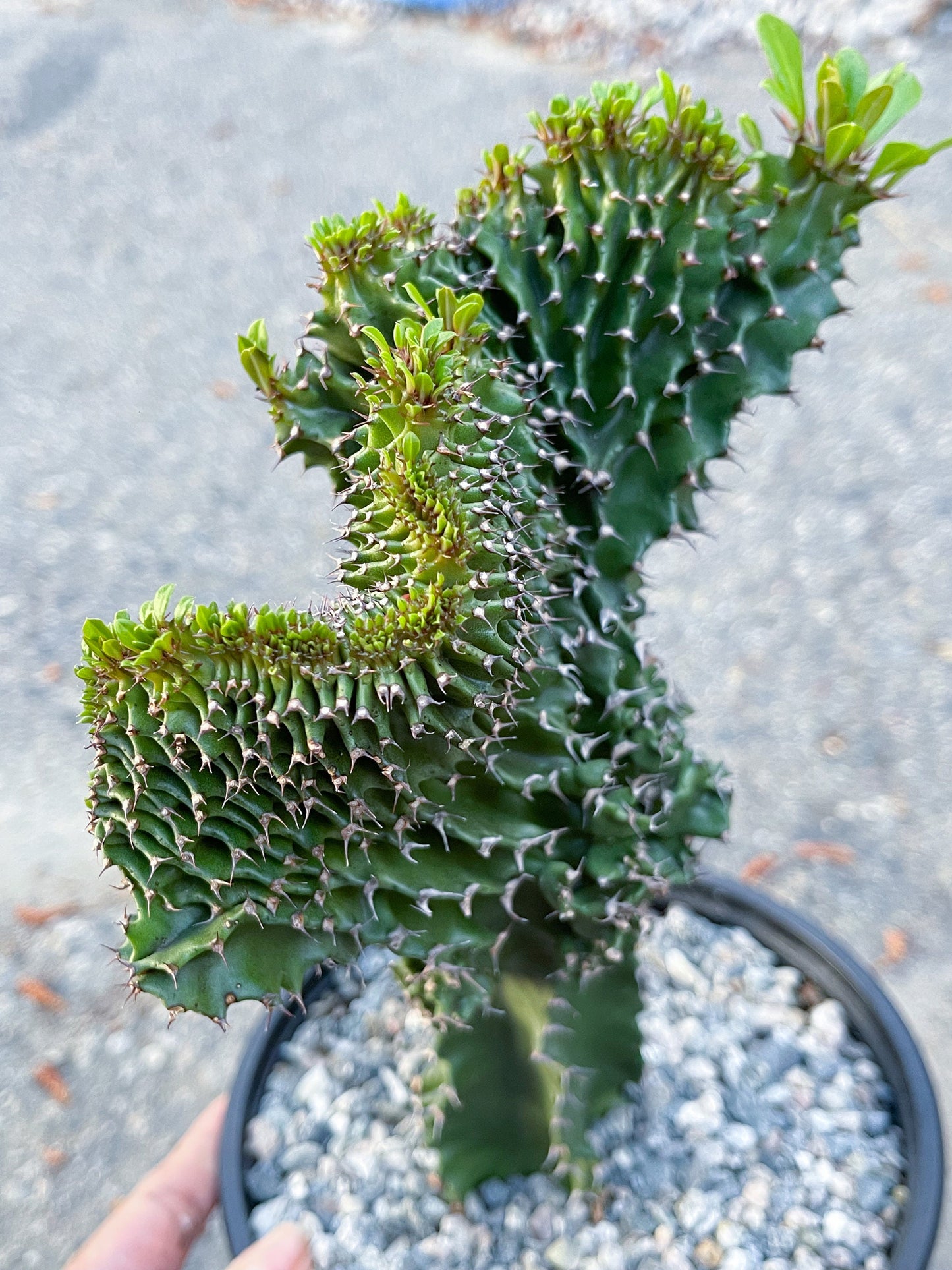 Crested Euphorbia Ammak | Live Plant | Live Cactus