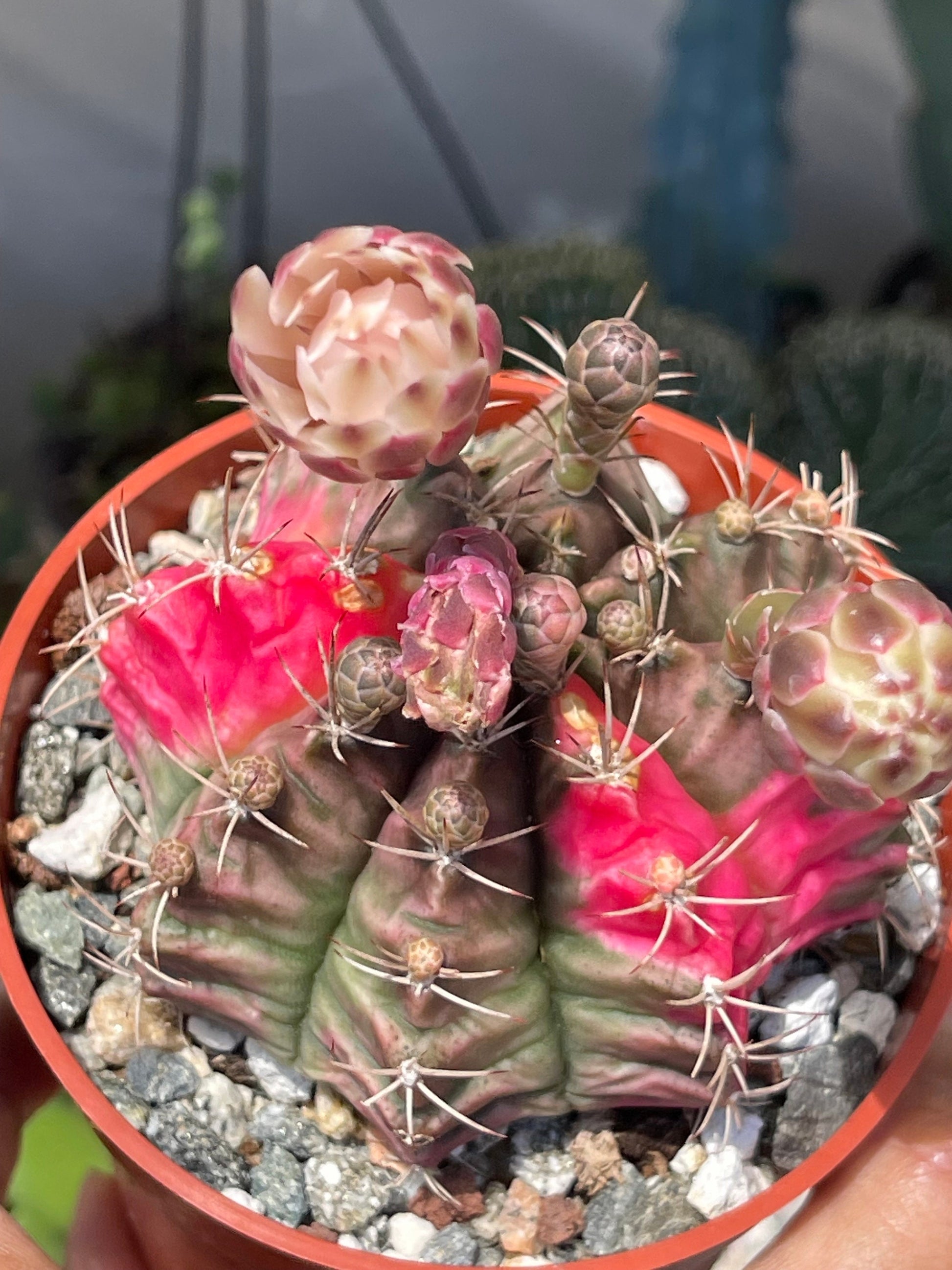 Variegated Gymnocalycium Mihanovichii | Live Cactus | Rare Cactus