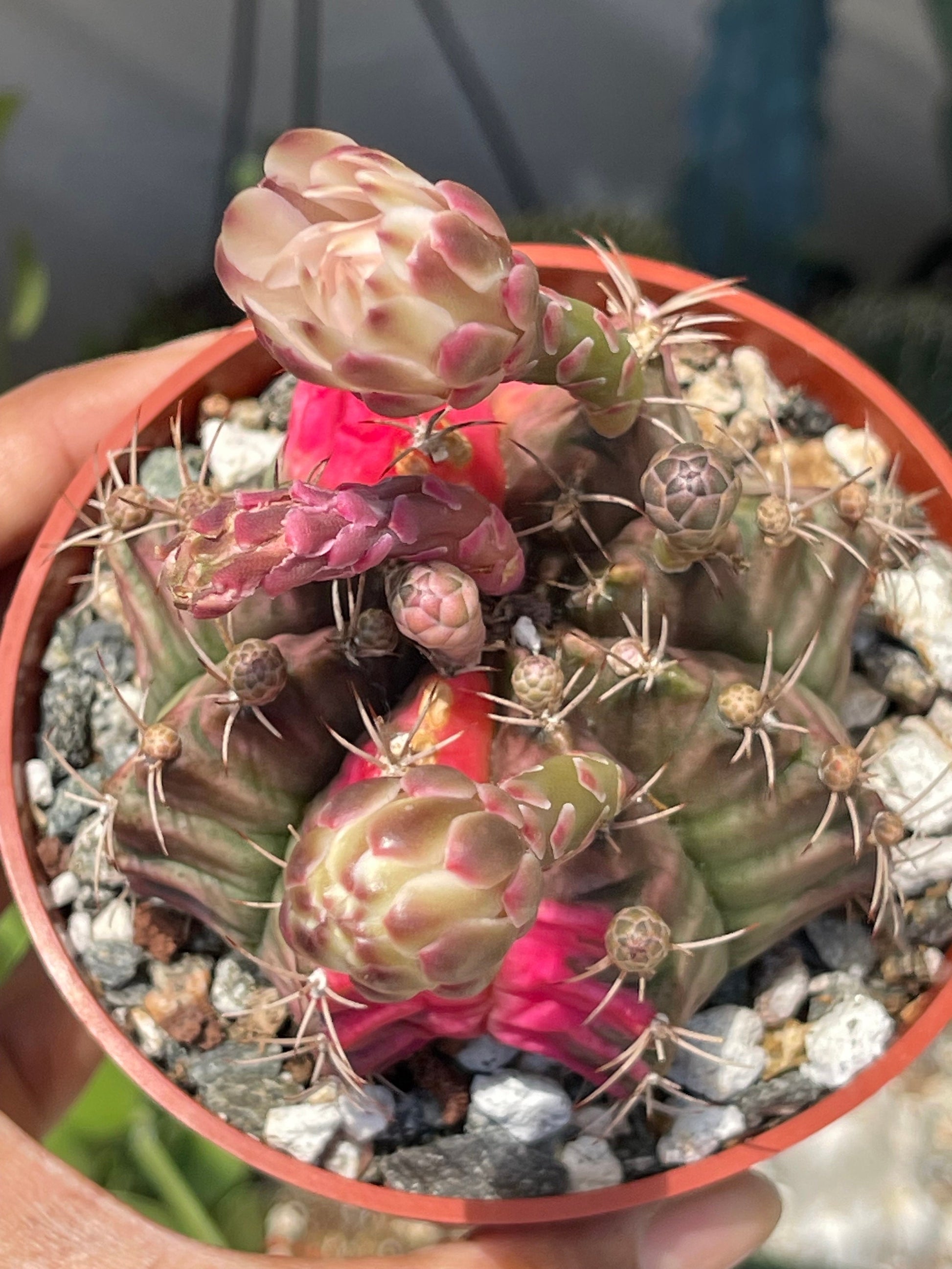 Variegated Gymnocalycium Mihanovichii | Live Cactus | Rare Cactus