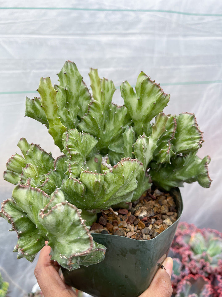 Crested Euphorbia Antiquorum | Crested Cactus | Live Plant