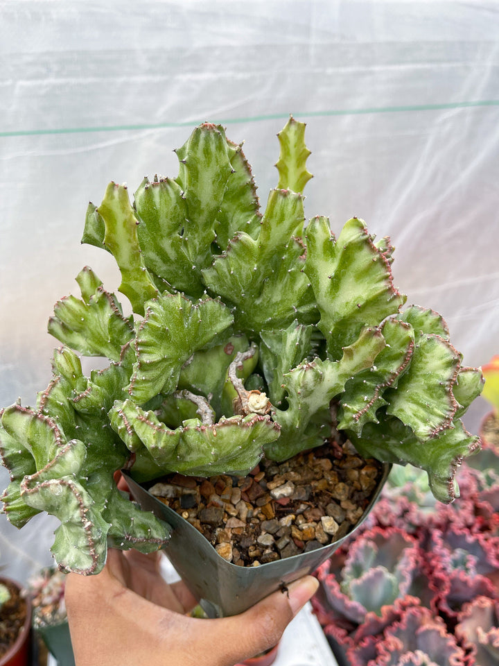 Crested Euphorbia Antiquorum | Crested Cactus | Live Plant