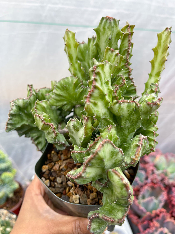 Crested Euphorbia Antiquorum | Crested Cactus | Live Plant