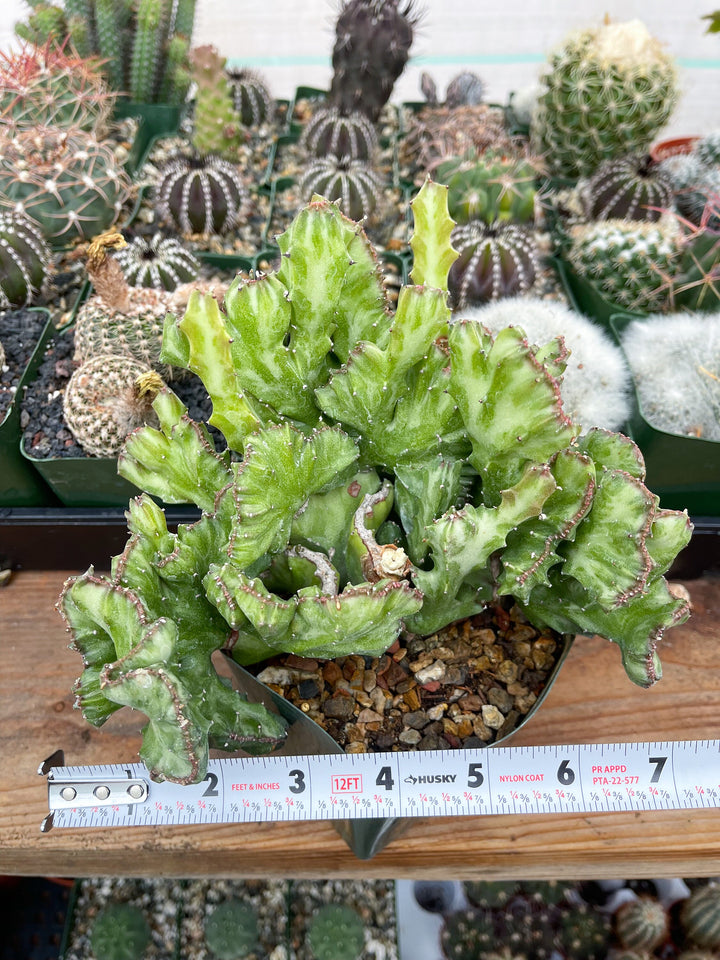 Crested Euphorbia Antiquorum | Crested Cactus | Live Plant